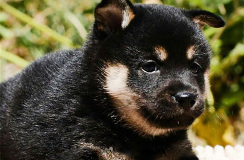 柴犬