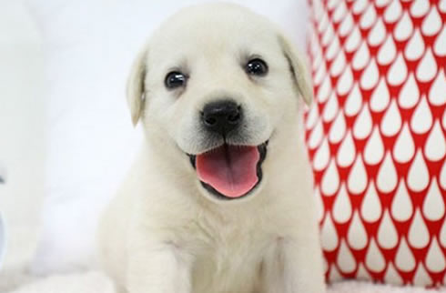 金毛犬
