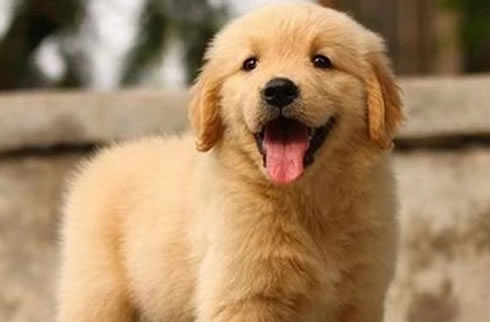 金毛犬