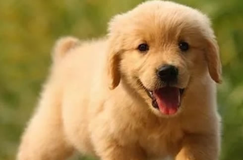 金毛犬