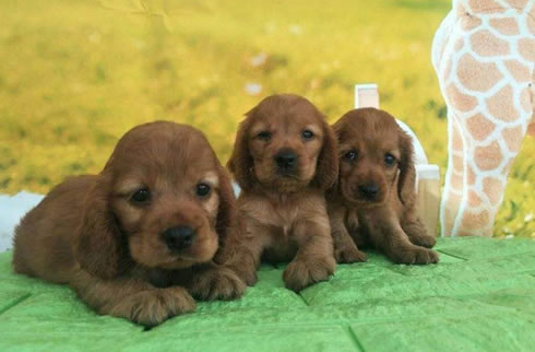 可卡犬