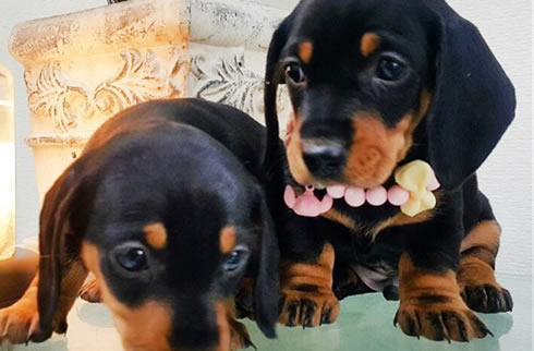 腊肠犬