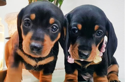 腊肠犬
