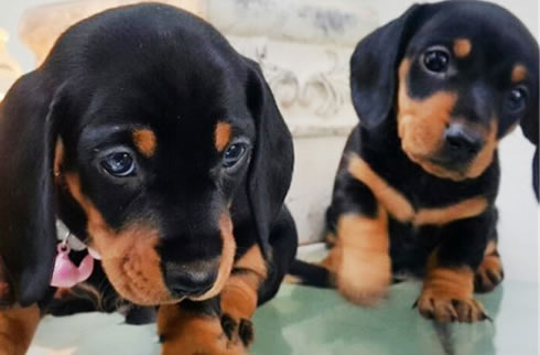 腊肠犬