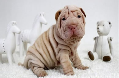 高品质沙皮狗多少钱,三保政策,交定金送豪礼,支持上门自提