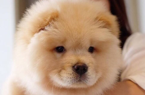松狮犬