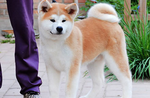 秋田犬