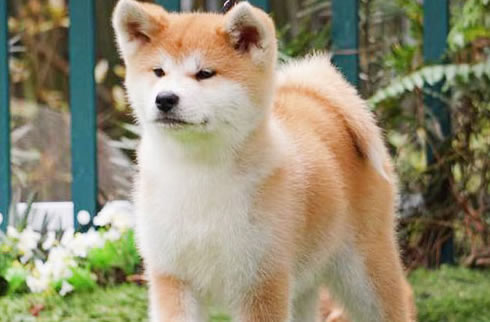 秋田犬