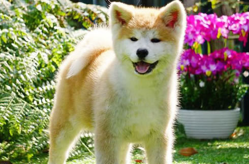 秋田犬
