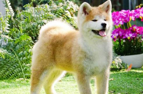 秋田犬