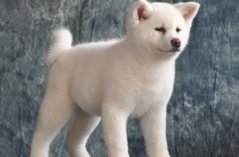 秋田犬