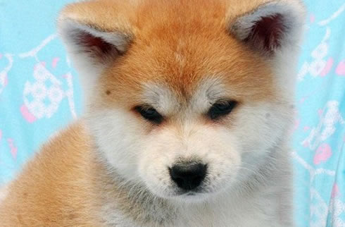 秋田犬