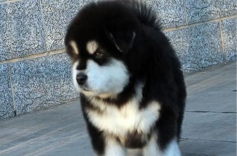阿拉斯加犬