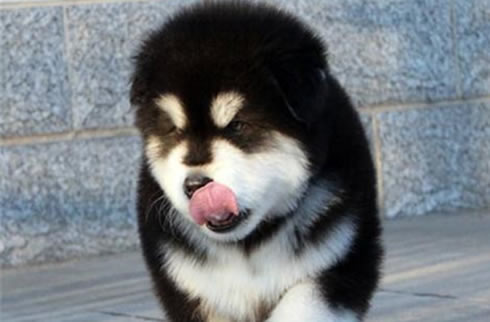 阿拉斯加犬