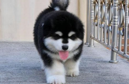 阿拉斯加犬
