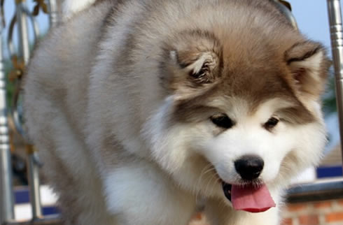阿拉斯加犬