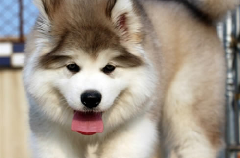 阿拉斯加犬