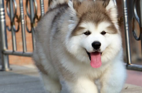 阿拉斯加犬