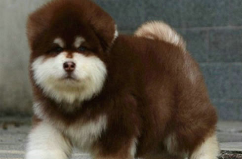 阿拉斯加犬