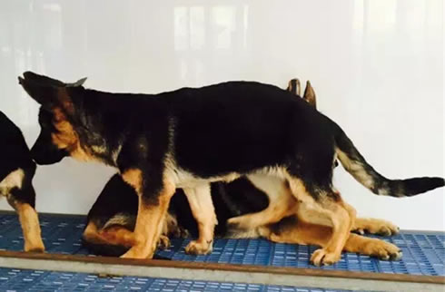 德牧犬