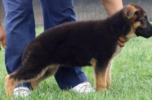 德牧犬