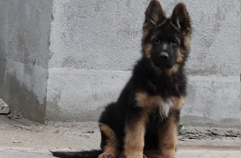 德牧犬