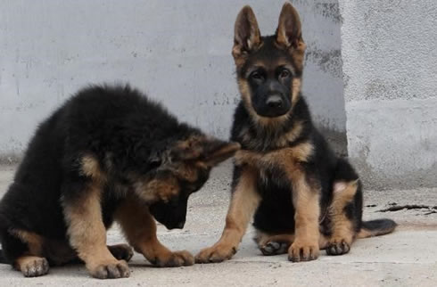 德牧犬