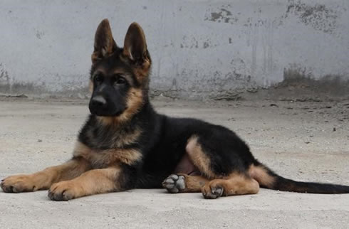 德牧犬