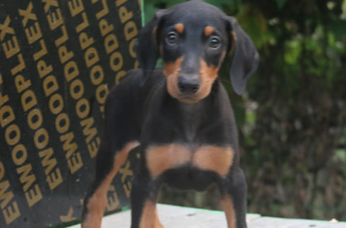 杜宾犬