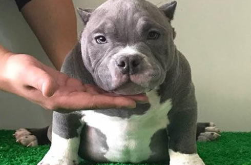 恶霸犬