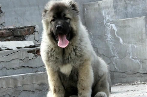 高加索犬