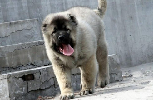 高加索犬