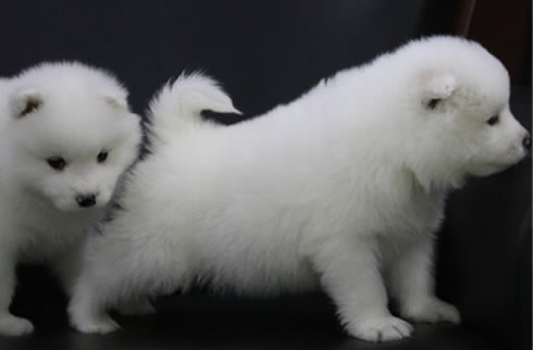 大白熊犬