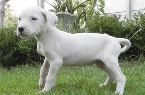 杜宾犬