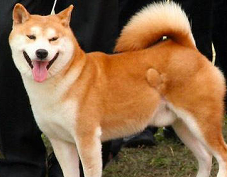 秋田犬喜欢护食要怎么办？