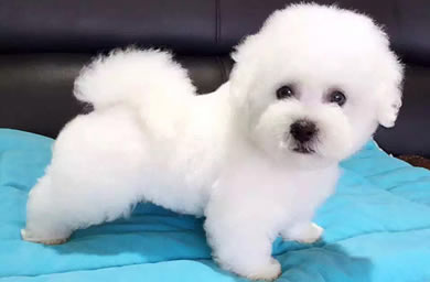 咪哩特品牌犬舍出售比熊幼犬,比熊多少钱,三保政策保障您的权益