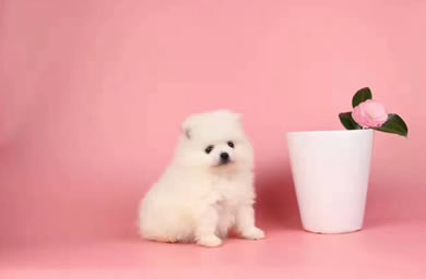 咪哩特品牌犬舍出售博美幼犬,博美多少钱,三保政策保障您的权益