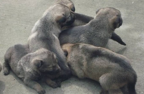 狼青犬