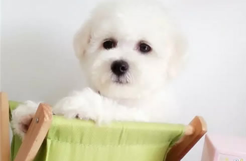 比熊犬