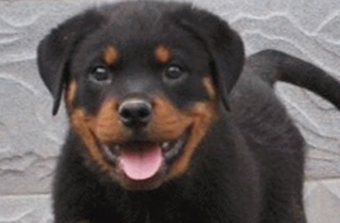 罗威纳犬