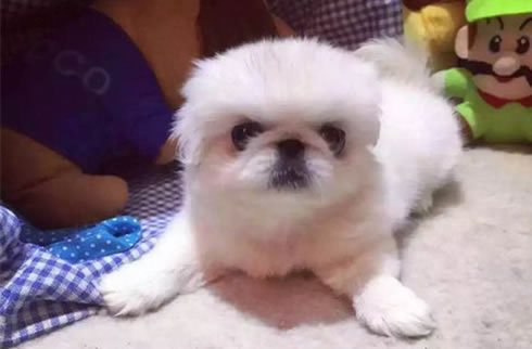 京巴犬