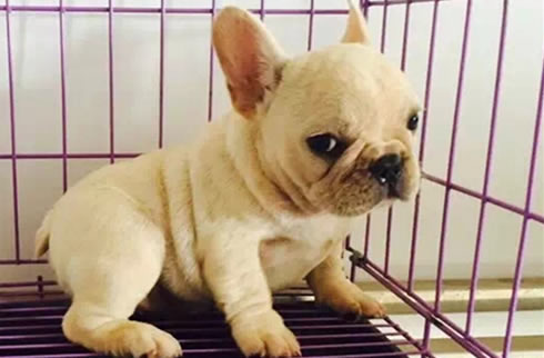 法斗犬