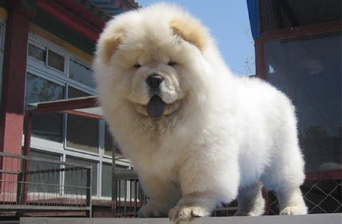 松狮犬