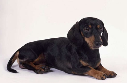 腊肠犬
