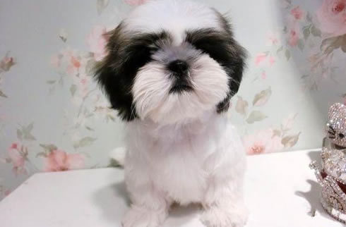 西施犬