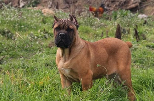卡斯罗犬