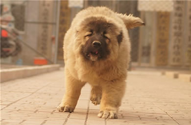 太仓市钻石犬舍出售高加索幼犬,高加索多少钱,送货上门,全国包邮