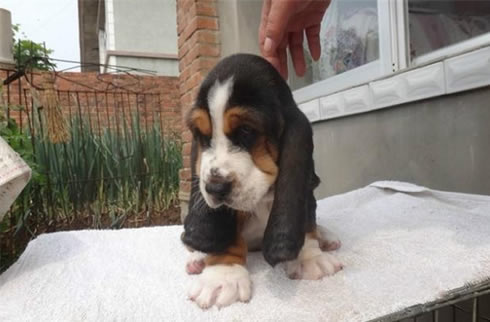 比格犬