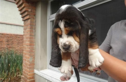 比格犬