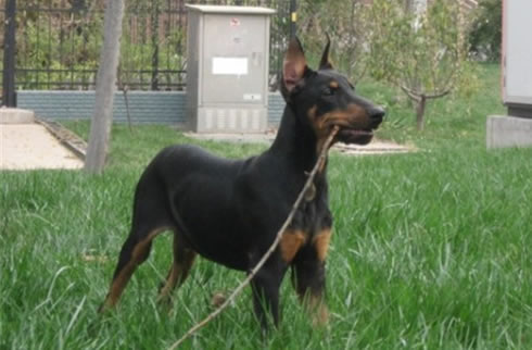 杜宾犬